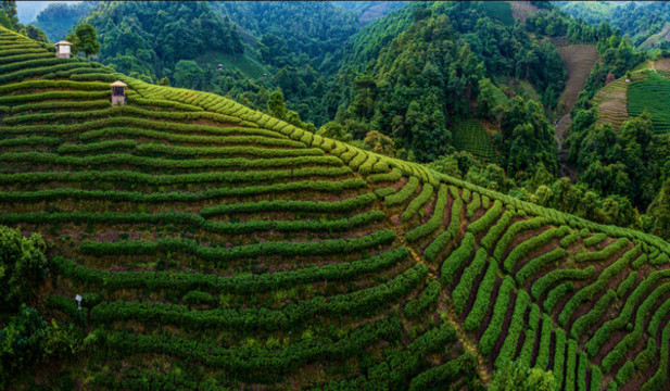 生態(tài)茶園