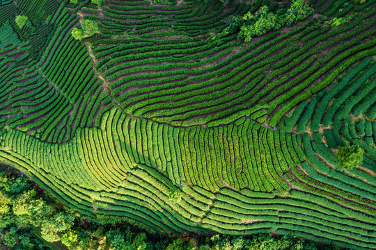 生態(tài)茶園