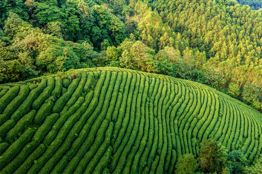生態(tài)茶園
