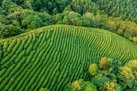 生態(tài)茶園