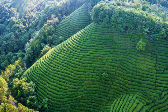 生態(tài)茶園