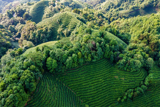 生態(tài)茶園