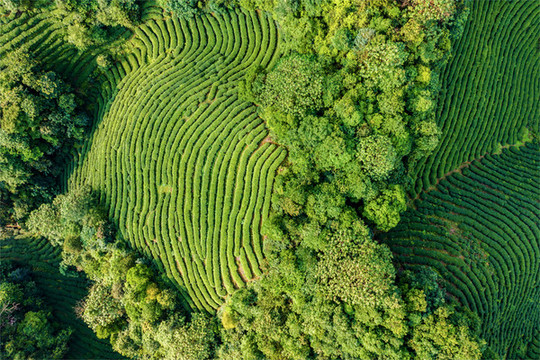 生態(tài)茶園