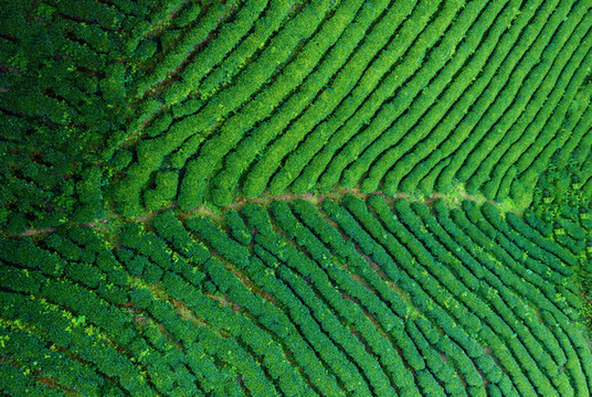 生態(tài)茶園