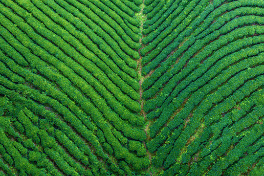 生態(tài)茶園
