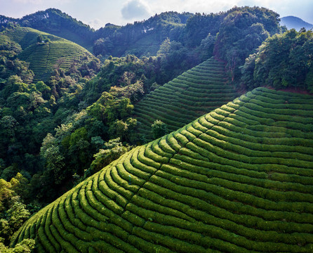 生態(tài)茶園