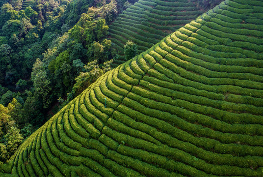 生態(tài)茶園