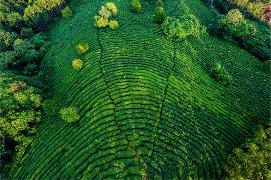 生態(tài)茶園