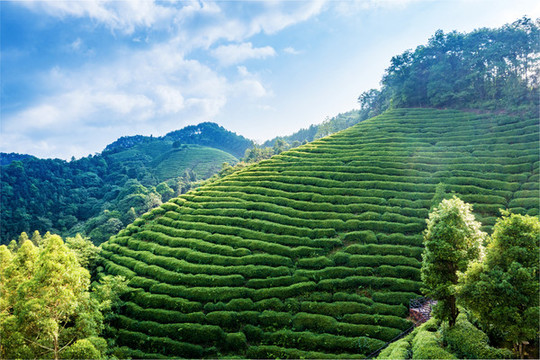 生態(tài)茶園
