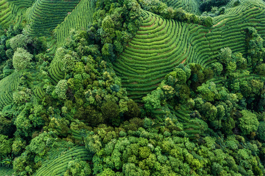 生態(tài)茶園