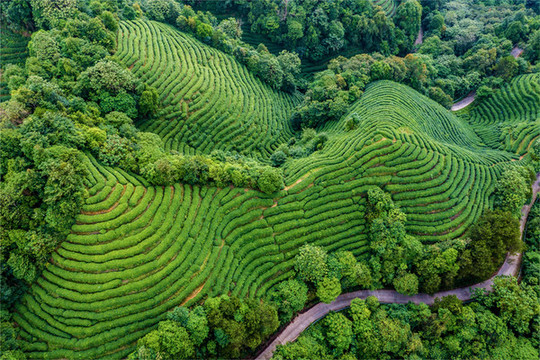 生態(tài)茶園