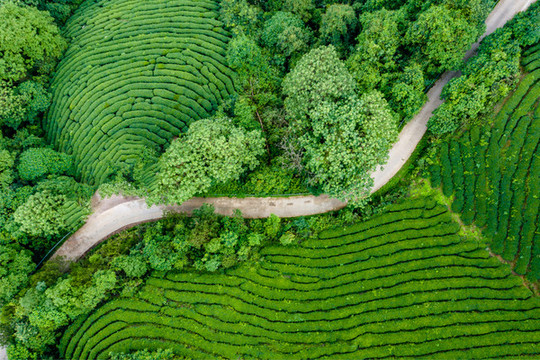 生態(tài)茶園
