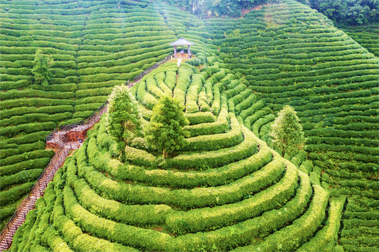 生態(tài)茶園