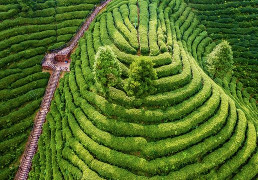 生態(tài)茶園