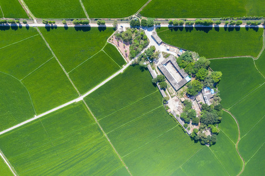 中山市崖口村田園風(fēng)光