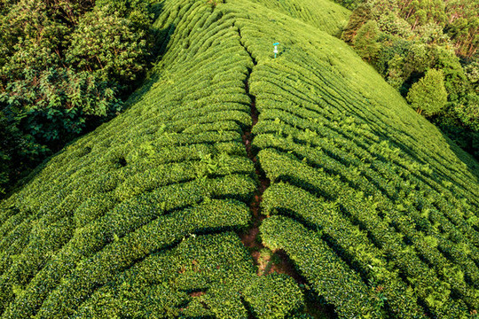 生態(tài)茶園