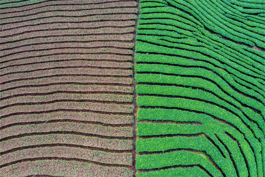 生態(tài)茶園