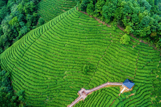 生態(tài)茶園
