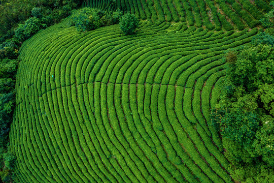 生態(tài)茶園