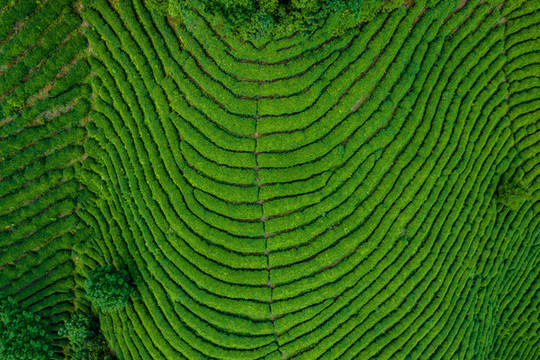 生態(tài)茶園