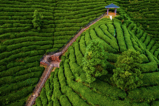 生態(tài)茶園