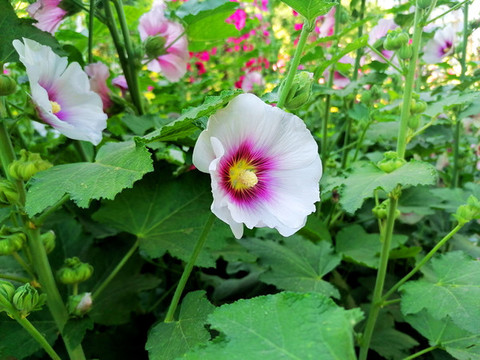 蜀葵花