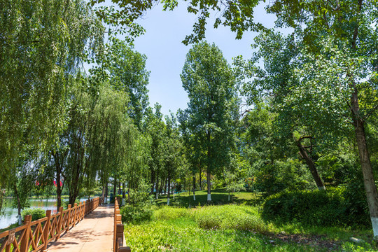 成都東湖公園林蔭小道