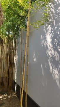 竹林