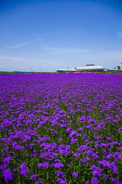 馬鞭草花海