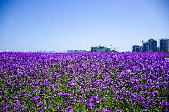 馬鞭草花海