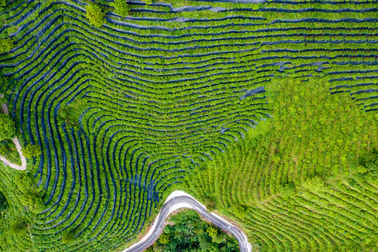 生態(tài)茶園