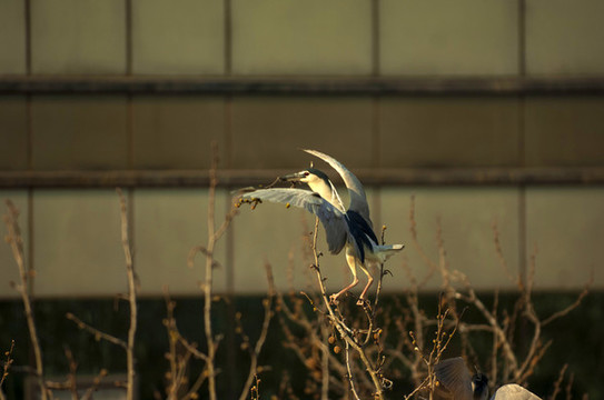 鳥
