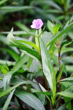 藍花草