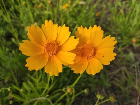 金雞菊
