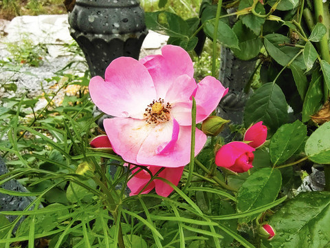 薔薇花