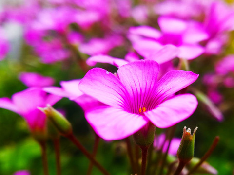 紅花酢漿草花壇