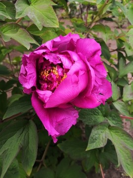 芍藥花