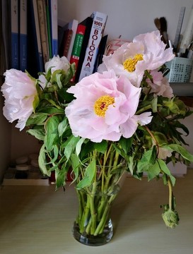 芍藥花