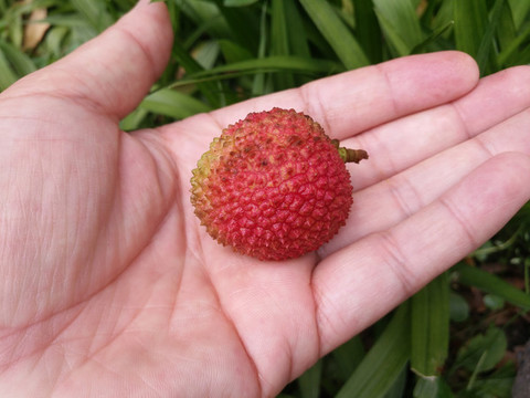 手掌小荔枝