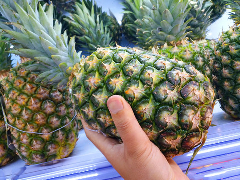 鳳梨圖片