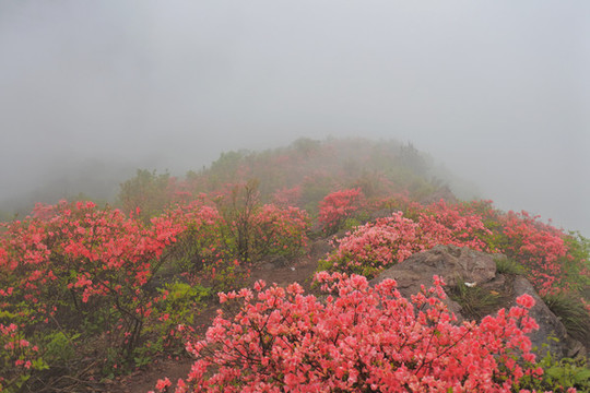 嶺上開遍映山紅