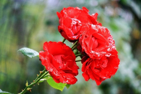 月季花