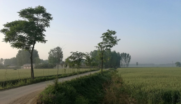 麥田小路