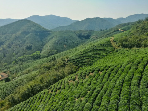 信陽茶山