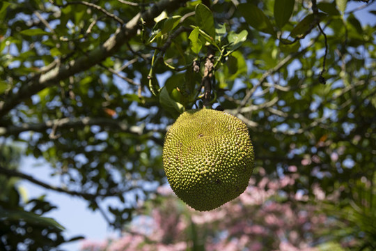 樹(shù)上的菠蘿蜜
