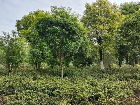 公園