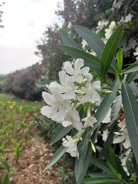 白花柳葉箬