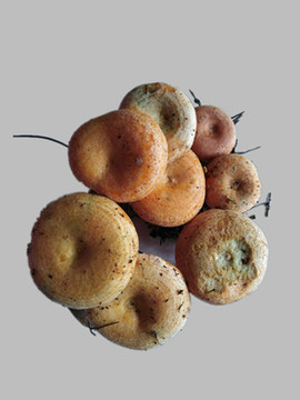 松樹(shù)菌