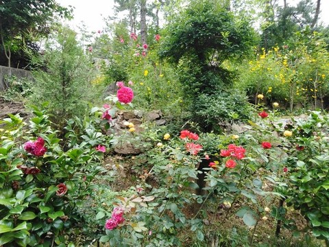 山花爛漫