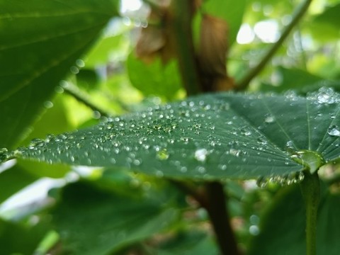 綠葉水滴特寫(xiě)